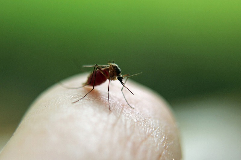 蚊から赤ちゃんを守る3つの方法を厳選してご紹介します。