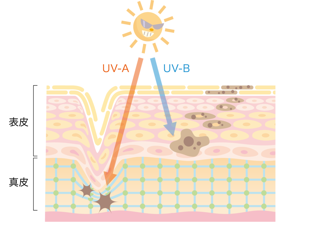紫外線は3つの波長に分類され、そのうち2つの波長が地上に到達して人間の肌に降り注いできます。